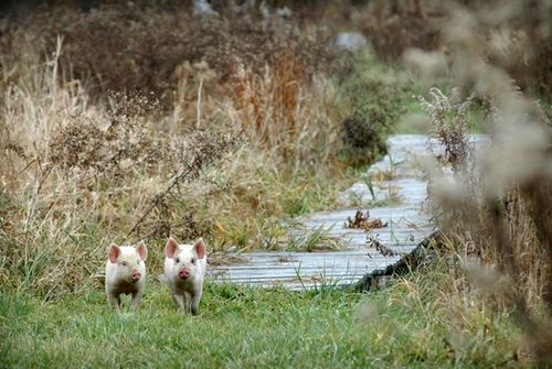 我們的環(huán)境會(huì)好嗎？——“數(shù)說(shuō)”大氣、水、土壤污染防治三大戰(zhàn)役